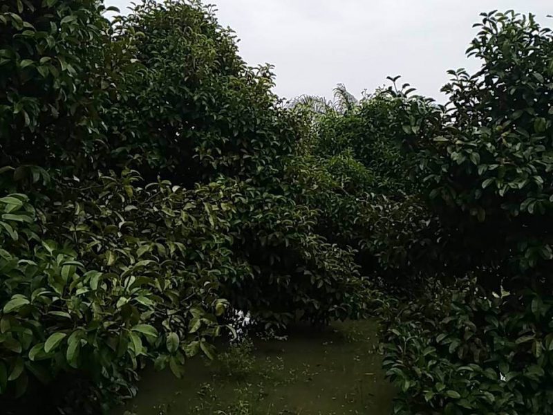 timeline_25610809_125650