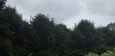Fruit orchard in Trat | 72 rai | Durian, Mangosteen, Rambutan and almost all fruits