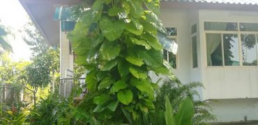 Sold l Detached house by the canal/ 3 rai/ Near Lam Luk Ka counrty Club