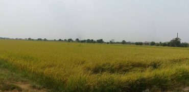 ขายที่ดินสวย 120 ไร่ l คลอง 4 l จ. ปทุมธานี